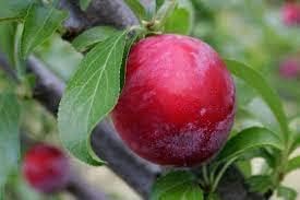 Plum Fruit | Plum Plant