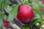 Plum Fruit | Plum Plant