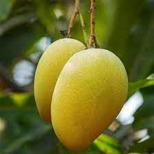 Mallika Mango Fruit | Mallika Mango