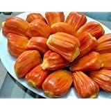 Vietnam Red Jackfruit | Red Jackfruit Plant