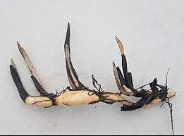 Micro Lotus Tuber Live Plant