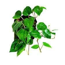 Betel Leaf (Paan) | Vetrilai Plant