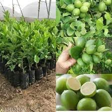 Seedless Lemon Fruit | Seedless Lemon Plant