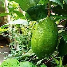 Gandharaj Lemon Fruit | Gandharaj Lemon Plant