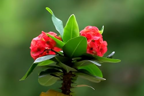 Euphorbia Flower | Euphorbia Plant