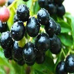 Black Jamun Fruit (Kala Jamun) | Jamun Plant