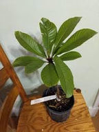 Sapota Fruit (Chikoo) |  Sapota Plant