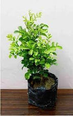 Madhu Kamini Flower | Madhu Kamini Plant