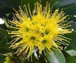 Golden Penda Plant | Yellow Xanthostemon Chrysanthus,