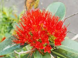 Golden Penda Plant | Yellow Xanthostemon Chrysanthus,