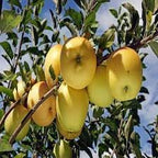 Golden Apple Fruit | Golden Apple Plant