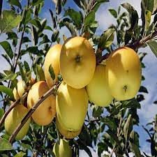 Golden Apple Fruit | Golden Apple Plant