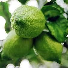 Gandharaj Lemon Fruit | Gandharaj Lemon Plant
