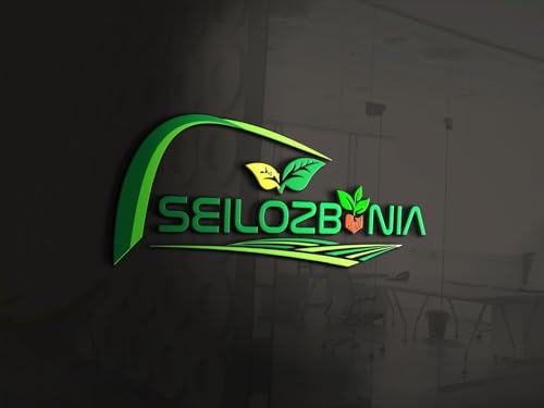 Christmas Tree | Araucaria Plant