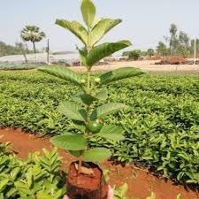 Thailand Guava Fruit | Thailand Guava Plant