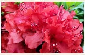 Red Azalea Flower | Red Azalea Plant