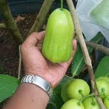 Thai Long Water Apple Fruit | Water Apple Plant