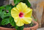 Yellow Hibiscus Flower | Yellow Hibiscus Plant
