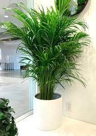 Areca Palm | Areca Palm Plant