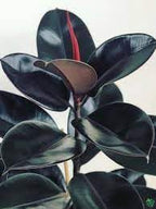 Rubber Plant | Ficus Rubber Plant