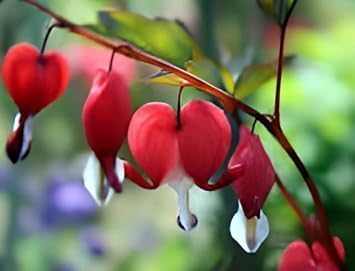 Red Bleeding Heart Vine Plant | Vine Plant