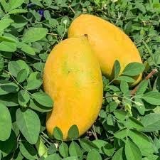 Mallika Mango Fruit | Mallika Mango
