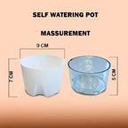 Organic Table Kamini Plant | Table Kamini Plant