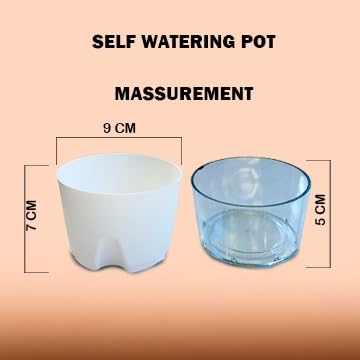 Organic Table Kamini Plant | Table Kamini Plant