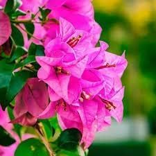 Pink Bougainvillea Flower | Pink Bougainvillea Plant