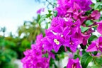 Pink Bougainvillea Flower | Pink Bougainvillea Plant