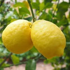 Gandharaj Lemon Fruit | Gandharaj Lemon Plant