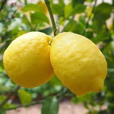 Gandharaj Lemon Fruit | Gandharaj Lemon Plant