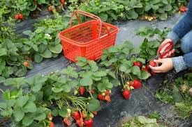 Strawberry Fruit | Strawberry Plant