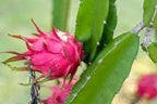 Red Dragon Fruit | Dragon Fruit Plant
