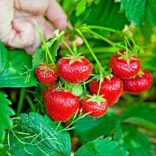 Strawberry Fruit | Strawberry Plant