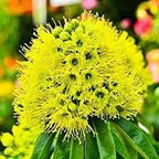 Golden Penda Plant | Yellow Xanthostemon Chrysanthus,