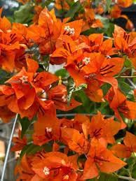 Bougainvillea Orange Flower| Bougainvillea Orange Plant