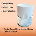 Organic Table Kamini Plant | Table Kamini Plant