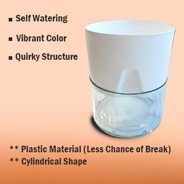 Organic Table Kamini Plant | Table Kamini Plant