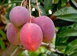 Malda Mango | Red Mango Plant