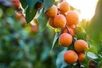 Apricot Fruit | Apricot Plant