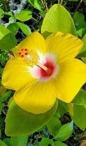 Yellow Hibiscus Flower | Yellow Hibiscus Plant