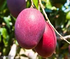 Red Mango Fruit | Red Mango Plant