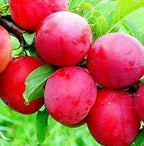 Plum Fruit | Plum Plant