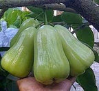Thai Long Water Apple Fruit | Water Apple Plant