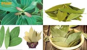 Bay Leaf (Tej Patta) | Bay Leaf Plant
