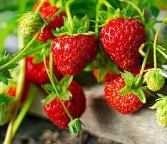 Red Strawberry Fruit | Strawberry Plant