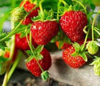 Red Strawberry Fruit | Strawberry Plant