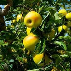 Golden Apple Fruit | Golden Apple Plant