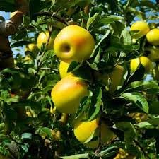 Golden Apple Fruit | Golden Apple Plant